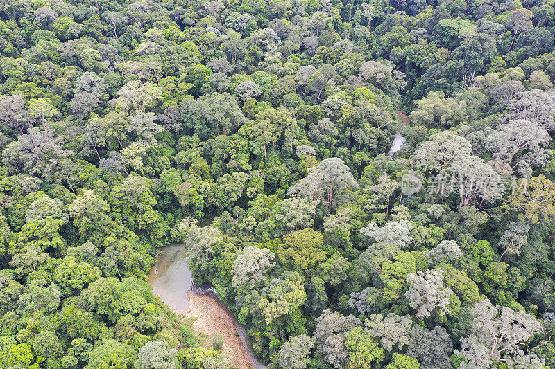 马来西亚婆罗洲热带雨林原始丛林。