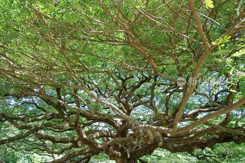大树枝在泰国被称为蟹爪，Chamcha，或红色Chamchuri，是一种大树。它有许多树枝，小叶子，粉红色的花，在北碧府的旅游景点
