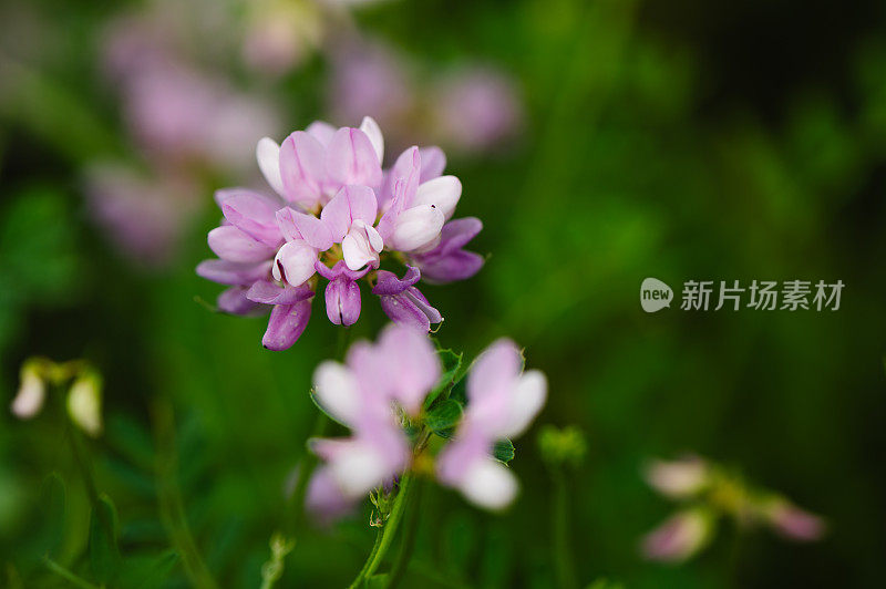 紫花花园背景