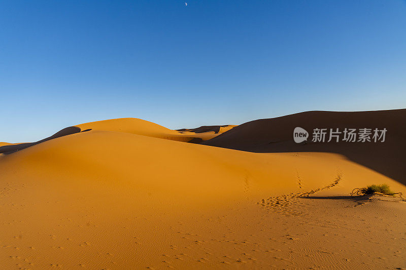 摩洛哥西撒哈拉沙漠的黄金时刻