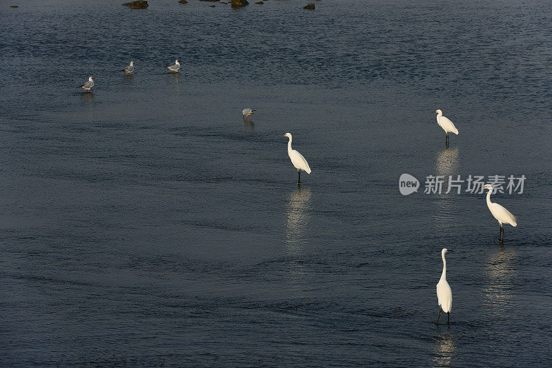 湿地苍鹭在夕阳下觅食