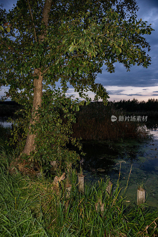 黄昏时，Peene河岸上的一棵树