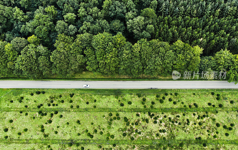 在林地道路的正上方