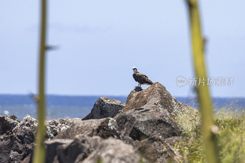 东方鱼鹰栖息在自然原生环境中的岩石上