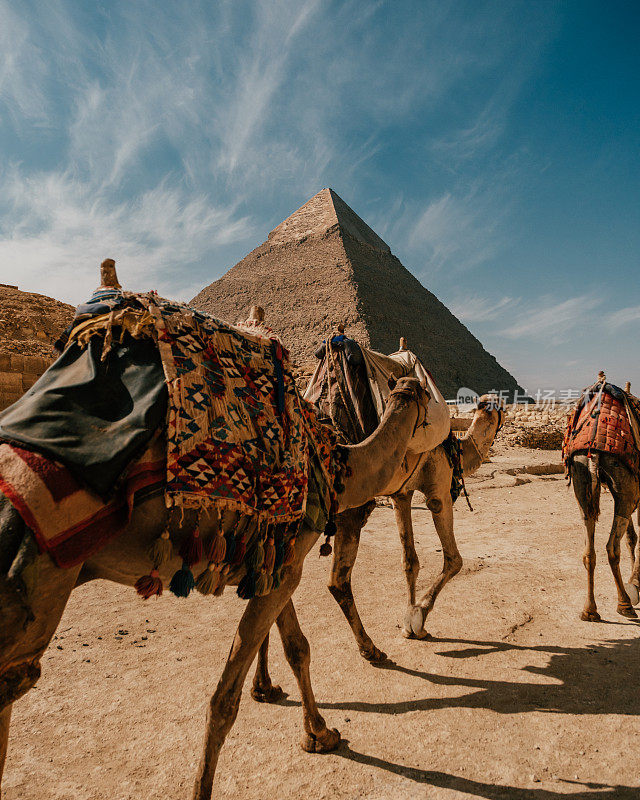 骆驼在吉萨金字塔群，埃及