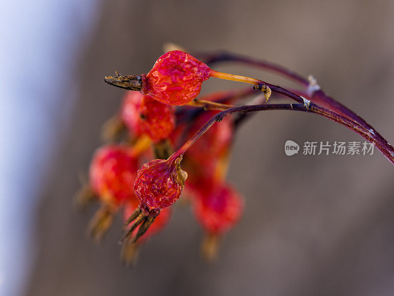 枯萎的玫瑰果浆果