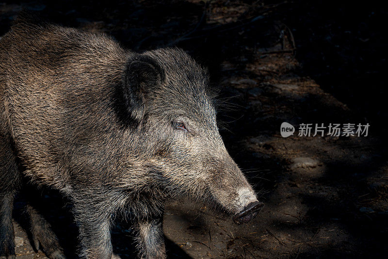 迪莱克半岛野猪头