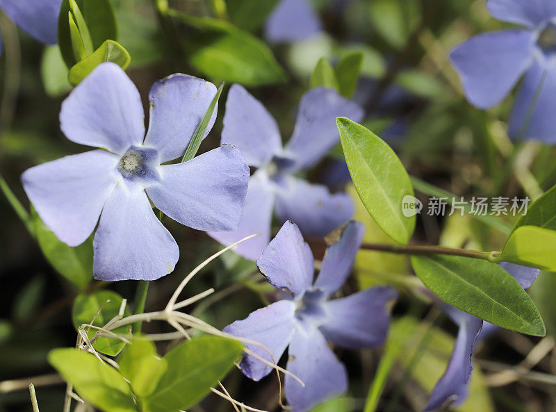 小长春花(小长春花)