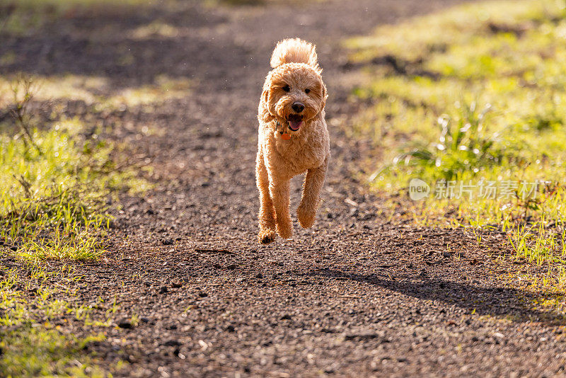 金毛犬不受束缚地奔跑