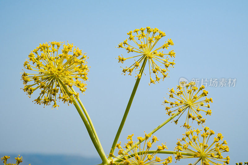 野生茴香花，西西里岛