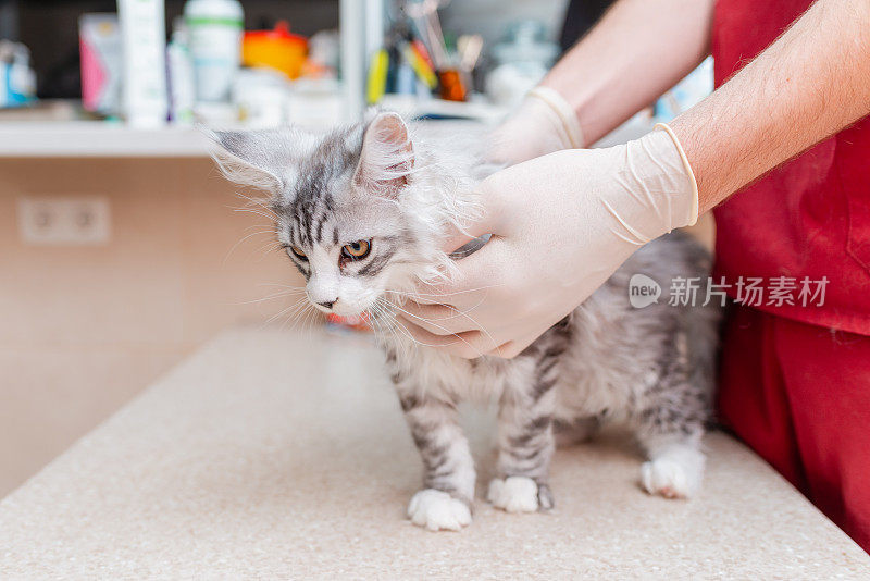 幼小的西伯利亚缅因纯种猫在兽医院接受兽医的检查。