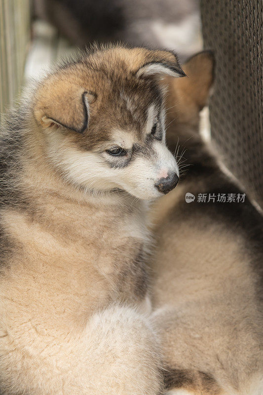 阿拉斯加雪橇犬小狗