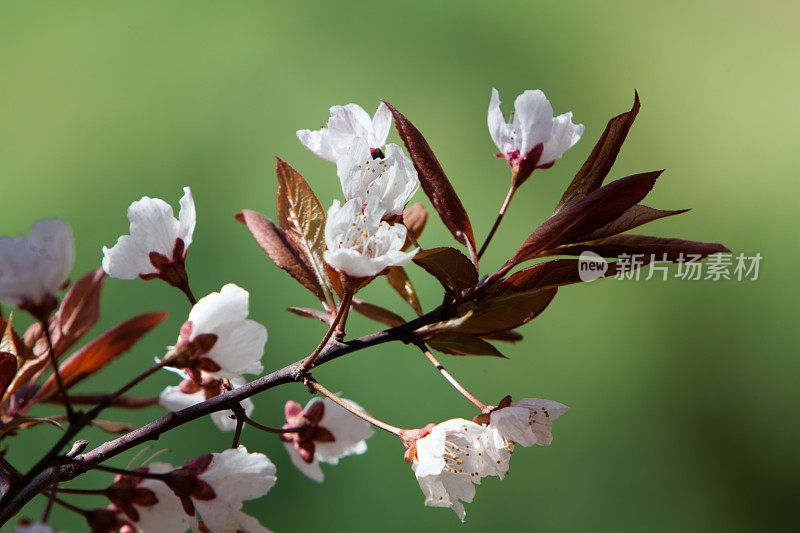 春天的樱花