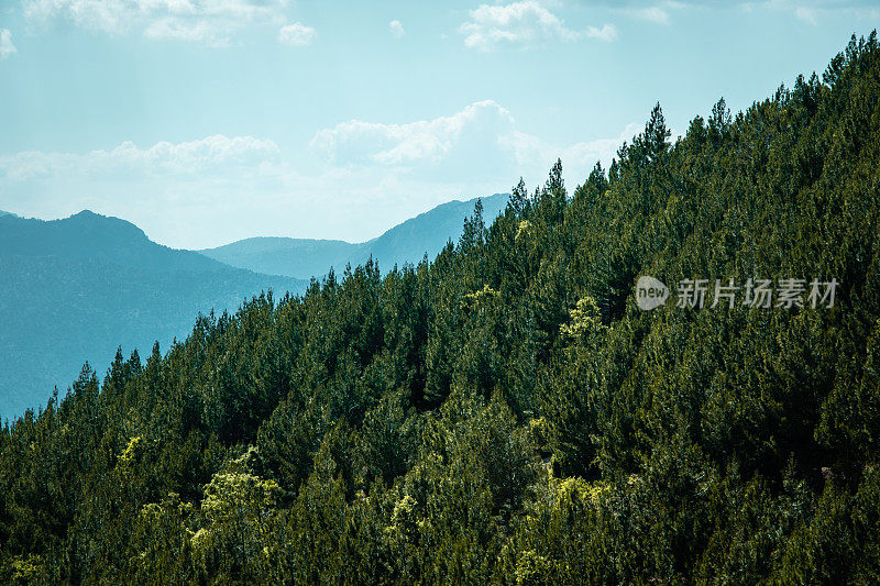 山坡上密林景观