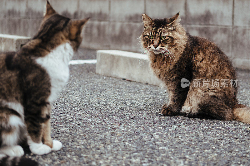 两只猫的图像