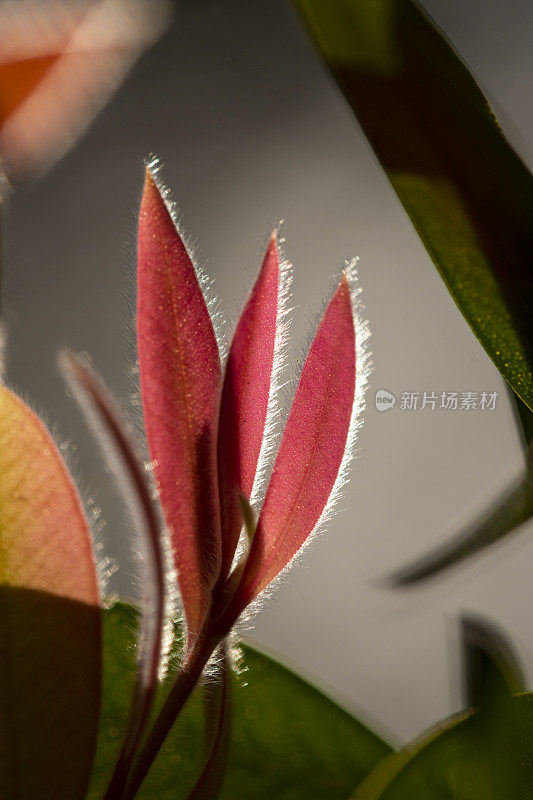 夹竹桃植株新生长的红色叶片边缘模糊，叶片背景中模糊的暗色调和浅色