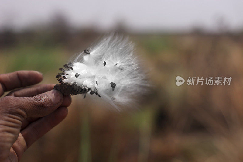 春天在大自然的户外，人的手拿着蒲公英花