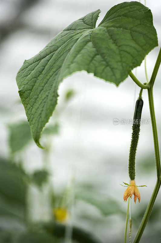 绿色有机蔬菜种植