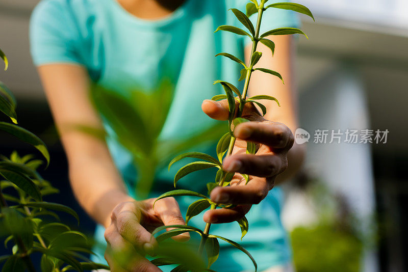 女人触摸树叶。