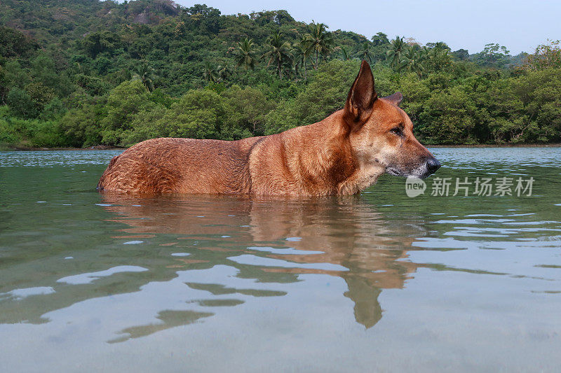 特写图像的印度野生流浪狗站胸深在浅滩，海水的边缘在退潮，杂种狗玩耍和乱搞在海浪，重点在前景