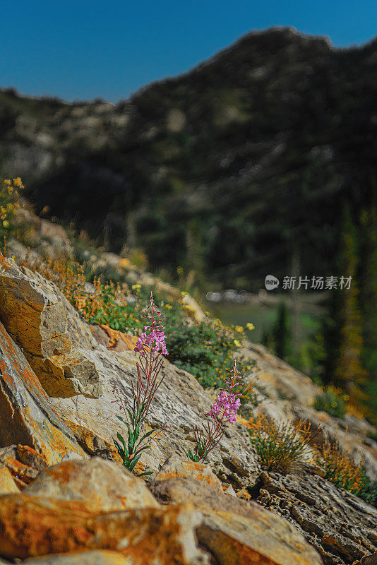 高山花朵