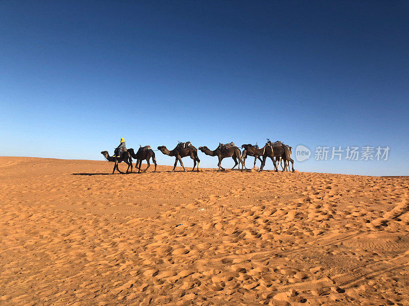 骆驼商队在沙漠上行走的风景照片