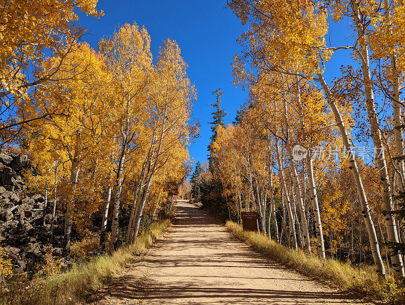 秋天，犹他州锡安国家公园通往熔岩点的道路