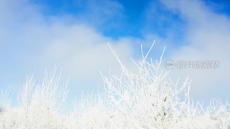 蔚蓝的天空和覆盖着霜雪的植物和树枝-冬日景观