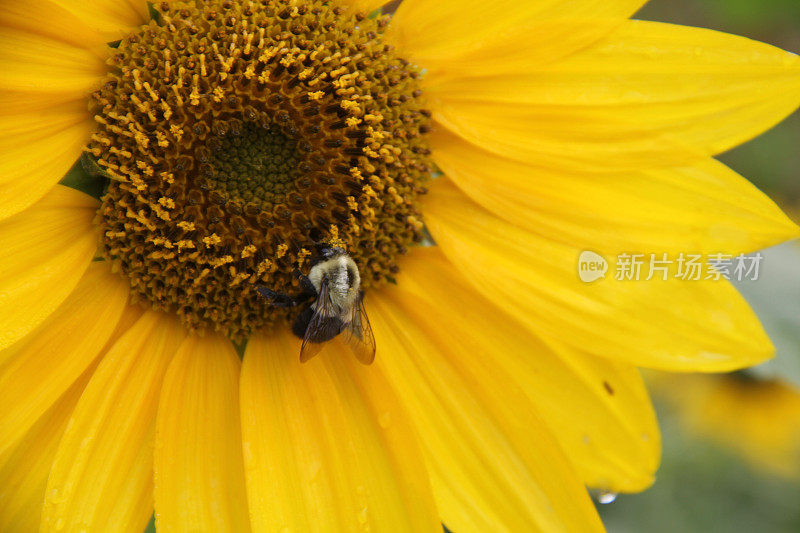 向日葵上的大黄蜂