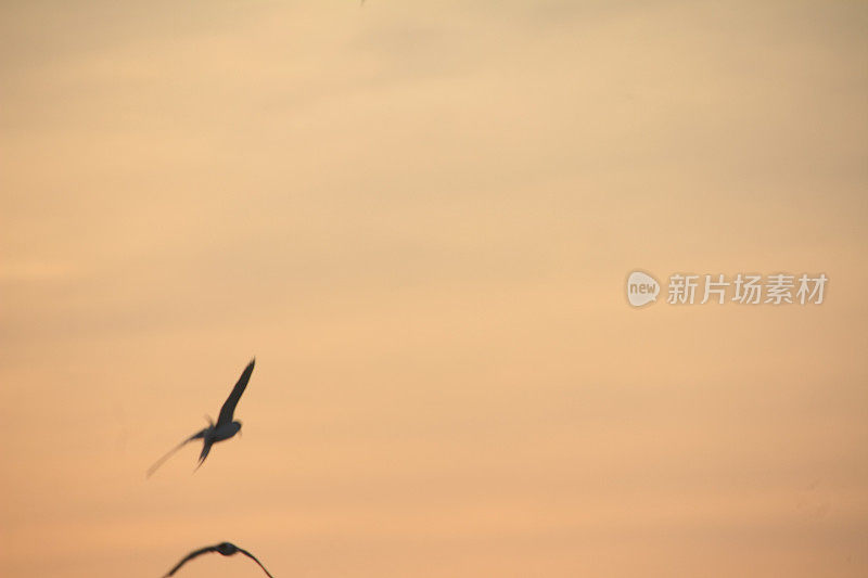 一群鸟排成队形飞过黄色的天空