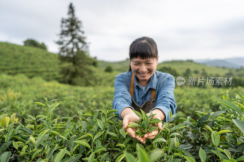 一位女农民正在种植园里摘树叶