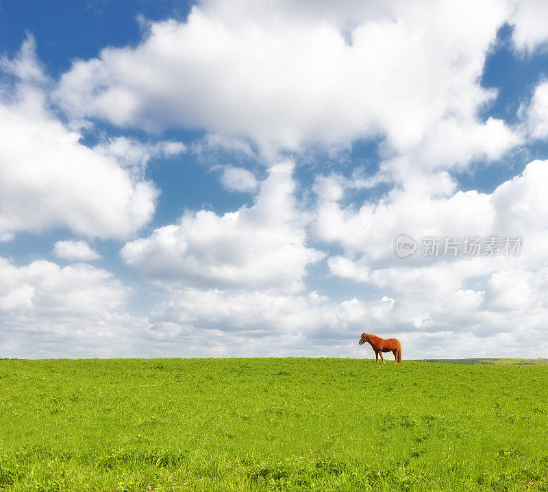 一张美丽的棕色马在绿色田野上的照片