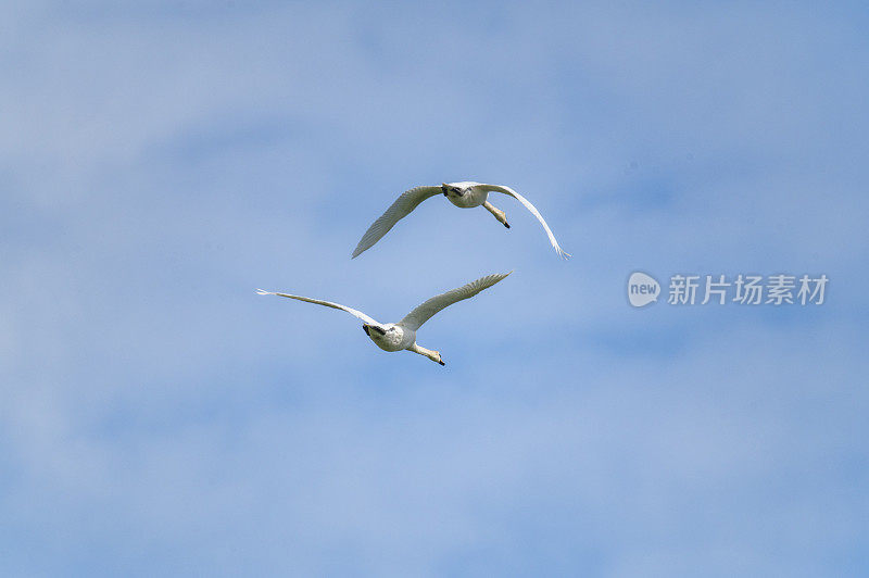 一对沉默的天鹅在空中飞翔