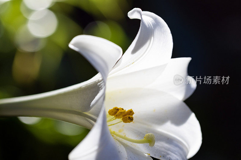 特写白色百合在阳光下与雄蕊和花粉，背景与复制空间