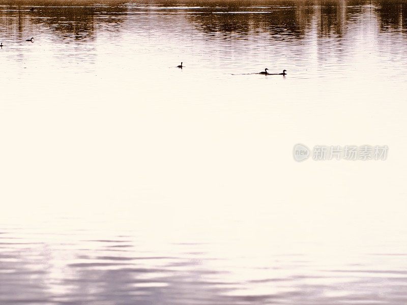秋天丹格尔泻湖上的鸭子