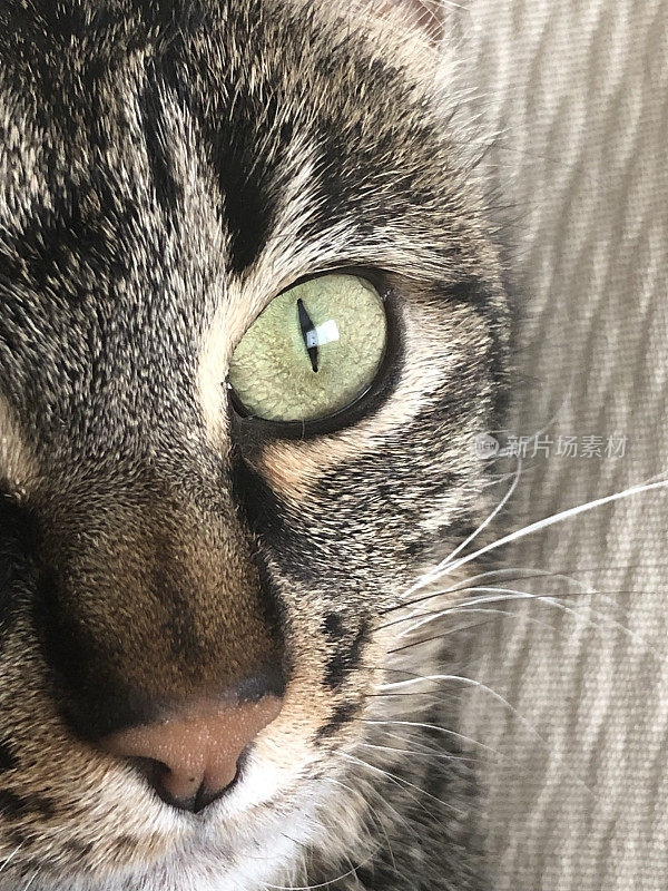 一只绿眼睛的猫躺在椅子毯子上，头和鼻子是棕色的