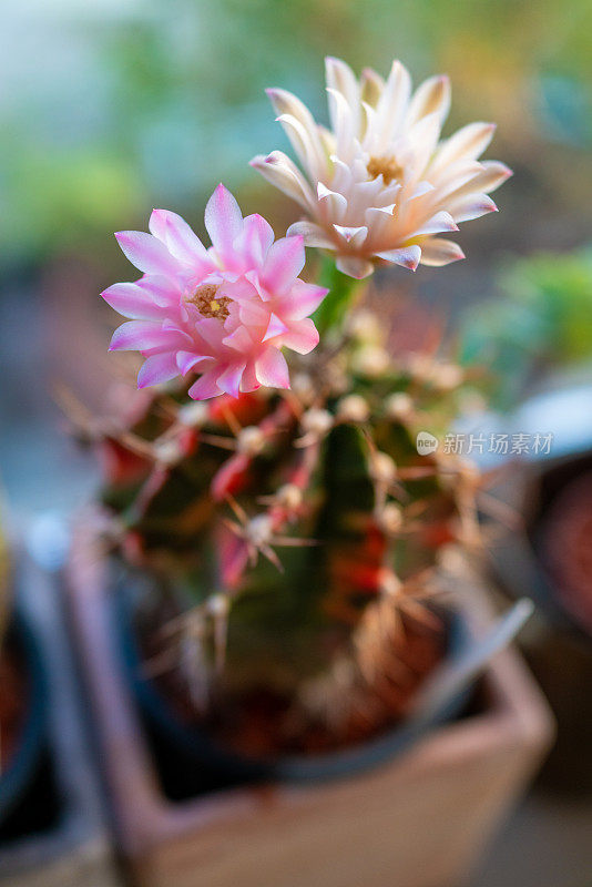 粉色仙人掌的花由裸骨花萼垂直组成