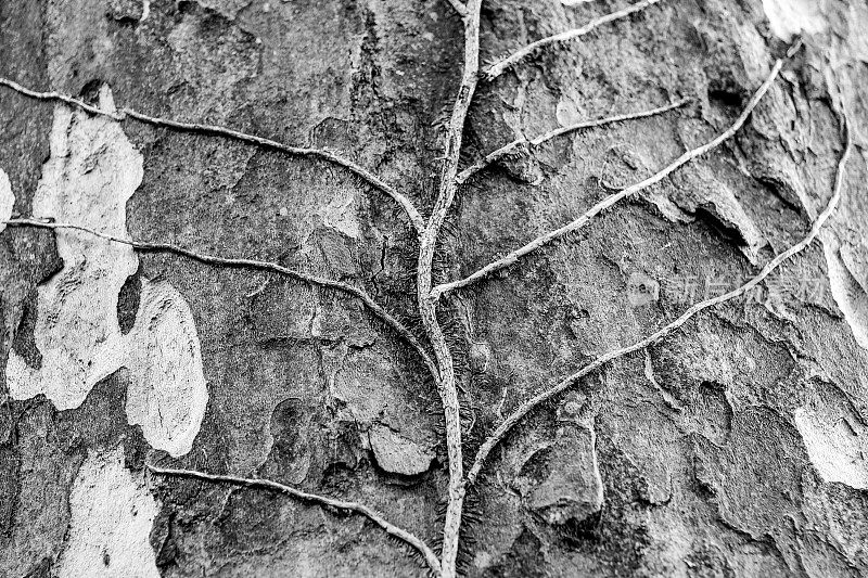 干燥的常春藤植物的树枝在树皮上创造了图形几何