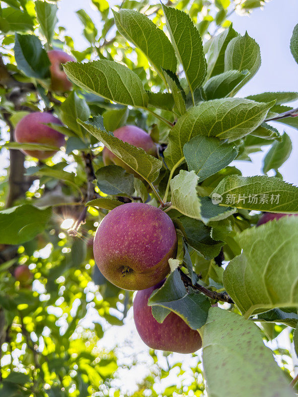 果园里的苹果