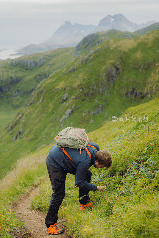 在罗浮敦群岛徒步旅行期间，一个人捡起蓝莓的侧面视图