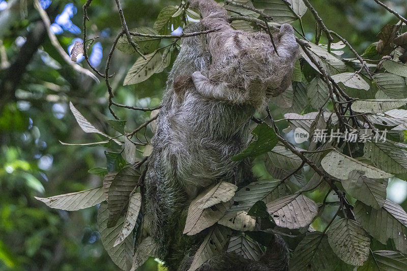 哥斯达黎加云雾森林中的三趾树懒