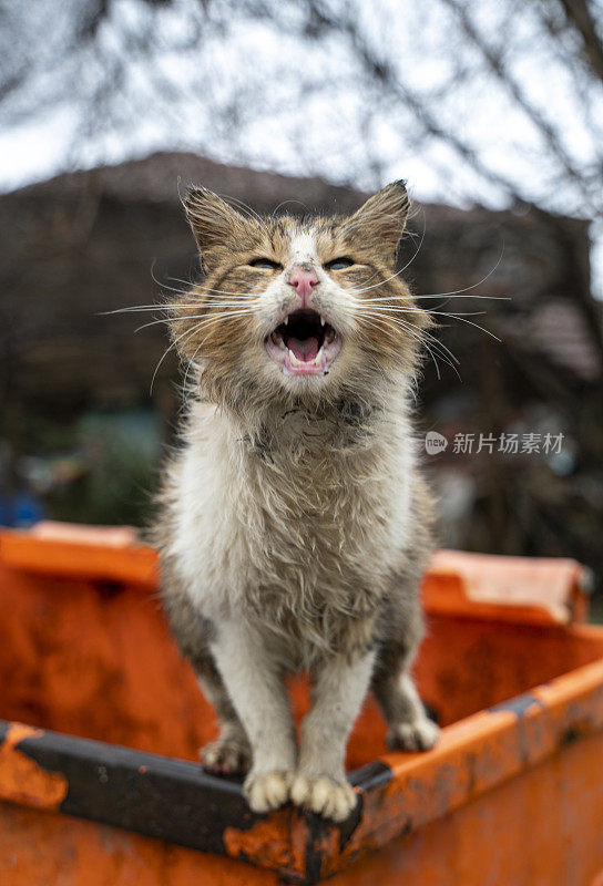 肮脏的猫