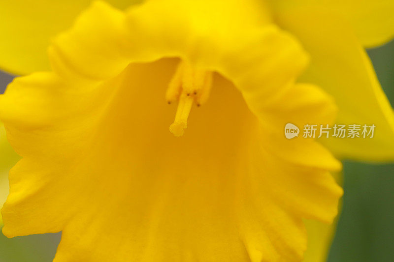摘要花卉背景微距摄影的喇叭状纹理的明黄色水仙花头。