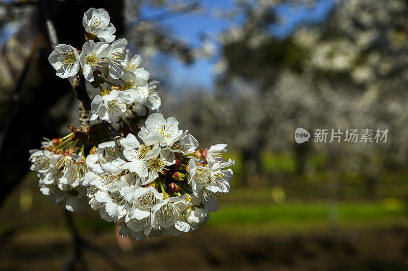 春季樱桃园花朵的特写