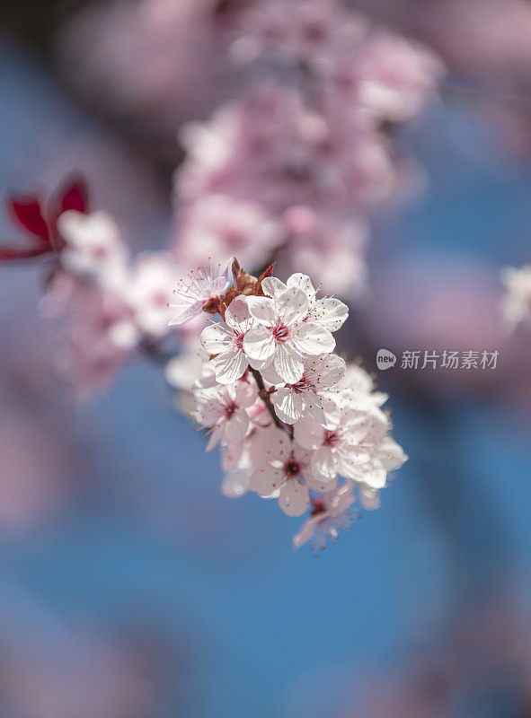 春天的樱花