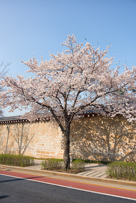 首尔的樱花树