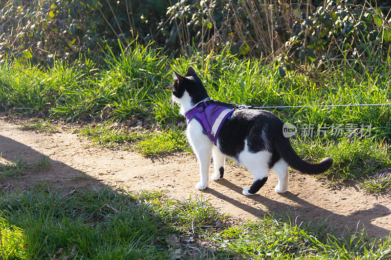 跟上!这只冒险猫在英国乡间散步时，带着安全带，开心地看着远方。