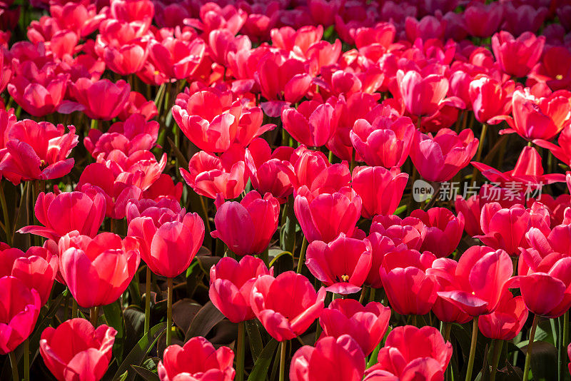 花园里有红色的郁金香花坛