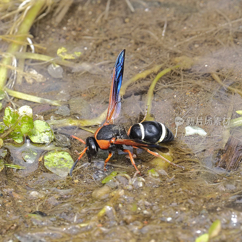 一只智利波特黄蜂从小溪中收集泥浆