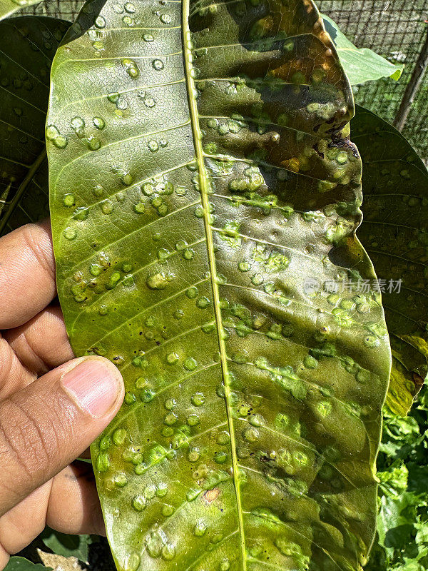 特写图像，无法辨认的人拿着一片被蚧虫感染的叶子，叶子表皮覆盖着蜡状害虫，叶脉，抬高视图